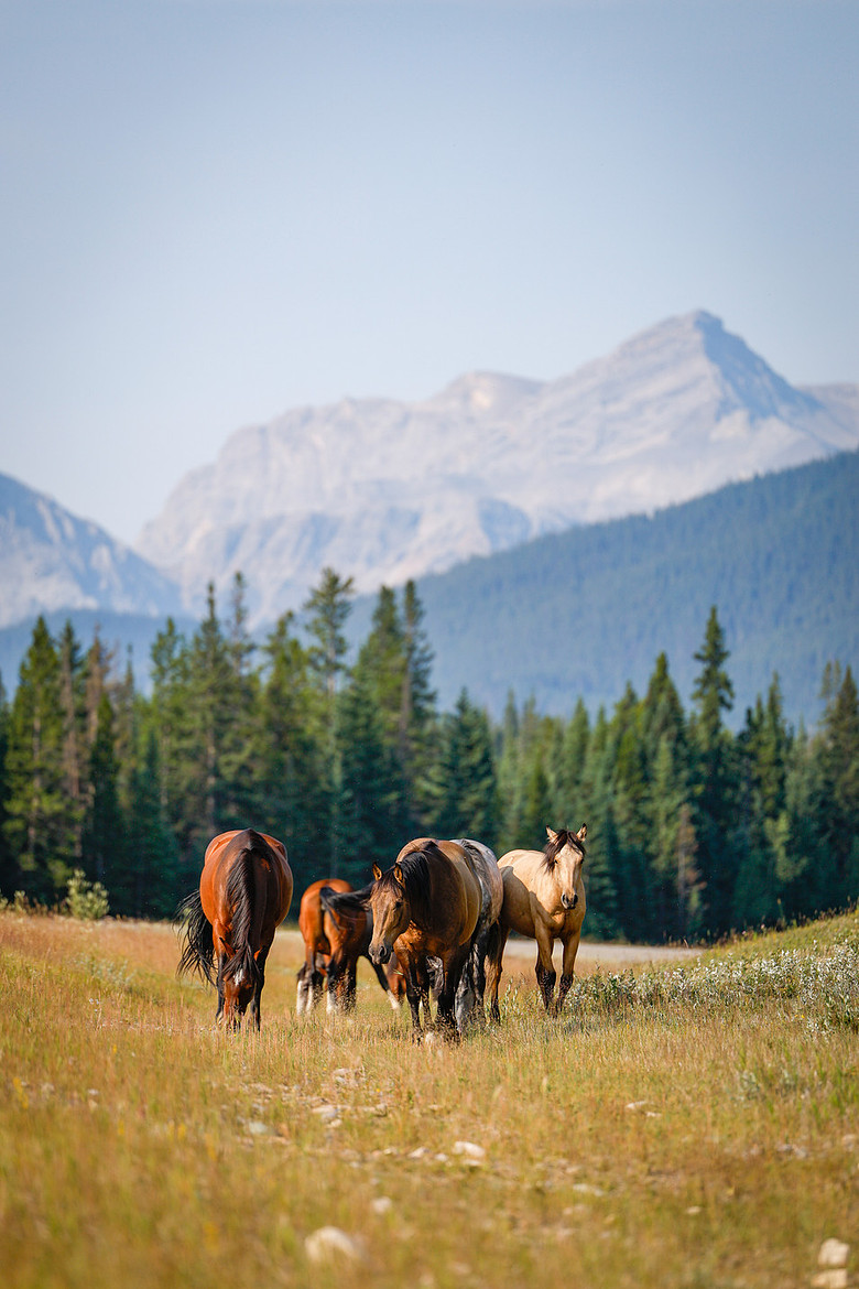 Horses in a meadow beneath the Alberta Rocky Mountain foothills