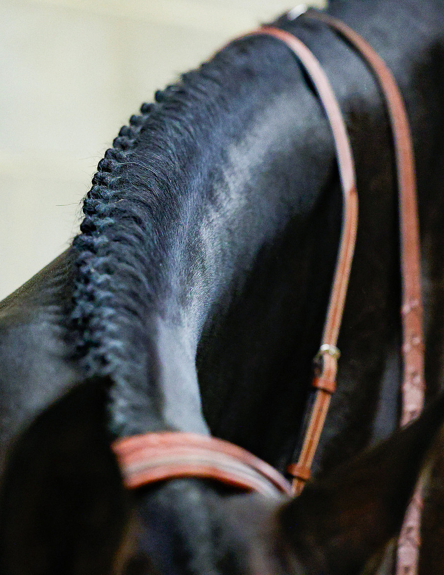 A freshly braided mane and English bridle on a show hunter, photographed ringside at Rocky Mountain Show Jumping